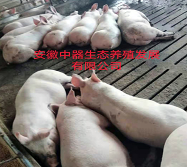 家畜產(chǎn)品